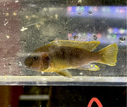 Rusty Zebra Mbuna (Iodotropheus sprengerae)